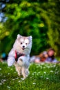 Dog playing with girls picnicing in the background