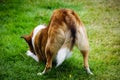 Dog Bum