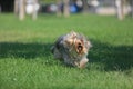 Yorkshire terrier playing on the grass Royalty Free Stock Photo