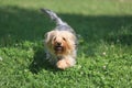 Yorkshire terrier on the grass Royalty Free Stock Photo