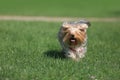 Yorkshire terrier playing on the grass Royalty Free Stock Photo