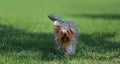 Yorkshire terrier playing on the grass Royalty Free Stock Photo