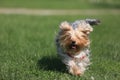 Yorkshire terrier playing on the grass Royalty Free Stock Photo