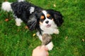 Dog playing with his owner with toy on the walk. Royalty Free Stock Photo