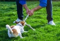 A dog playing with its owner by pulling a rope