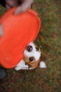 The dog is playing. Jack Russell Terrier biting a toy