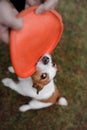 The dog is playing. Jack Russell Terrier biting a toy