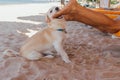 Dog playing with legs of a man laying on the sunbed. Dog trying to bite the feet of a man on the beach