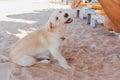 Dog playing with legs of a man laying on the sunbed. Dog trying to bite the feet of a man on the beach