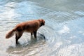 Dog playing in the moutnain lake Royalty Free Stock Photo