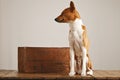 Dog playing near a vintage wooden box Royalty Free Stock Photo