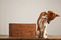 Dog playing near a vintage wooden box Royalty Free Stock Photo