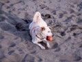 a dog playing orange ball on the beach Royalty Free Stock Photo