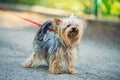 Dog playing outside Royalty Free Stock Photo