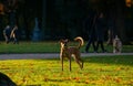 Dog playing in a park during an autumn sunrise. It has a tennis ball in its mouth and looking straight to the camera. Royalty Free Stock Photo