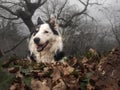 Dog playing in the park