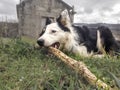 Dog playing in the park