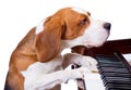 Dog playing the piano.