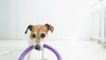 Dog playing with puller toy. Pull. Video footage. White room on background