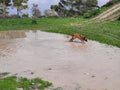 Dog playing in the rain pool