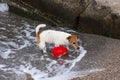 Dog playing with a red ball in the water Royalty Free Stock Photo