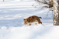 Dog playing and retrieving a stick Royalty Free Stock Photo