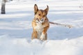 Dog playing and retrieving a stick Royalty Free Stock Photo