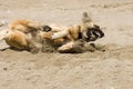 Dog Playing in the Sand Royalty Free Stock Photo
