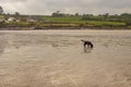 Dog playing on sandy beach. Kilbrittain beach. Ireland