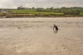 Dog playing on sandy beach. Kilbrittain beach. Ireland