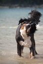 Dog playing in sea Royalty Free Stock Photo
