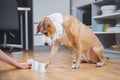 Dog playing the shell game with her human. Royalty Free Stock Photo