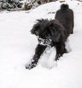 Dog playing in the snow Royalty Free Stock Photo