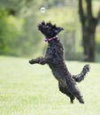 Dog playing with soap bubbles Royalty Free Stock Photo