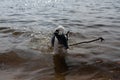 The dog is playing with a stick in the water. A dog swims in a river on the shore