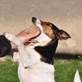 Dog playing with tennis ball and human hand Royalty Free Stock Photo