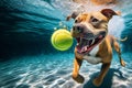 dog is playing with a tennis ball in the water Royalty Free Stock Photo