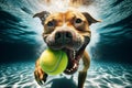 dog is playing with a tennis ball in the water Royalty Free Stock Photo