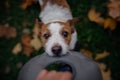 The dog is playing with the toy. Jack Russell in the park. Walk with your pet. Royalty Free Stock Photo