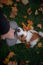 The dog is playing with the toy. Jack Russell in the park. Walk with your pet. Royalty Free Stock Photo