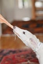 Dog playing with a toy. White playfull and cute borzoi russian greyhound puppy pulling toy