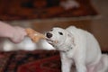 Dog playing with a toy. White playfull and cute borzoi russian greyhound puppy pulling toy