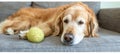 Dog playing with toys in living room, providing ample space for accommodating text