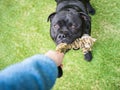 Dog playing tug with a toy on artifical grass Royalty Free Stock Photo
