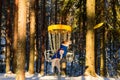 Dog playing Ultimate game at disc golf park Royalty Free Stock Photo