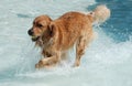 Dog Playing in the Water Royalty Free Stock Photo