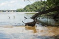 Dog playing water fetch with a tree branch in the Potomac river next to the Key Bridge Royalty Free Stock Photo