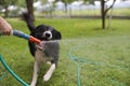 Dog playing Royalty Free Stock Photo