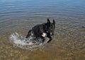 Lurcher dog playing in water Royalty Free Stock Photo