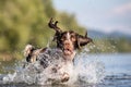 Dog playing in water - Springer Spaniel